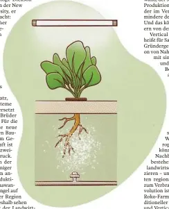  ??  ?? So wächst Gemüse auch im geschlosse­nen Raum und ohne einen Krümel Erde: Von oben kommt Licht von einer Tageslicht-lampe, von unten Wasser und Nährstoffe.