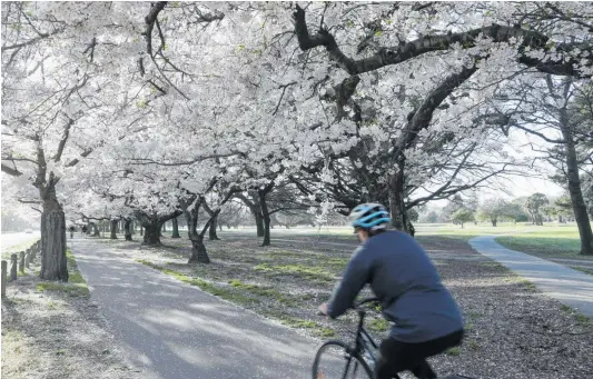  ?? Photo / AP ?? People exercise in the early morning along a spring blossom lined path in Hagley Park, Christchur­ch.