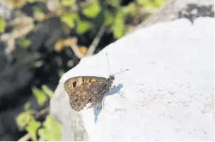  ?? Alan Wright ?? ●● Wall brown butterfly on Warton Crag