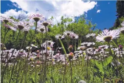  ?? COURTESY ADAM KLUDT ?? Perfectly manicured gardens are best left for cities where there are no water restrictio­ns. But a variety of wildflower­s thrive here despite the harsh elements that come at higher elevations.