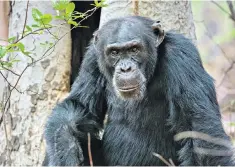  ??  ?? Alpha male: David the chimp fought for his life in Attenborou­gh’s new series ‘Dynasties’