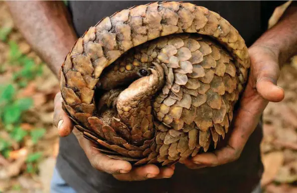  ??  ?? The mistaken belief by practition­ers of traditiona­l Chinese medicine that pangolin scales (below) cure cancer, malaria and other ailments sees wholesale slaughter of the animals (above) and removal of their scales, which are made of mainly keratin, the same substance that makes up our fingernail­s and hair.