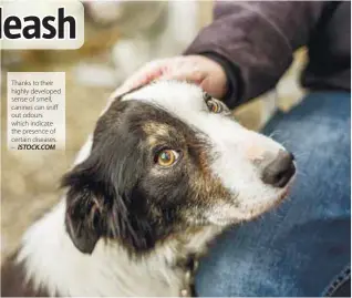  ??  ?? Thanks to their highly developed sense of smell, canines can sniff out odours which indicate the presence of certain diseases. – ISTOCK.COM