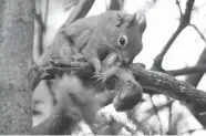  ?? RYAN W. TAYLOR ?? A female red squirrel at the Yukon camp near Kluane National Park moves one of its young from one nest to another.