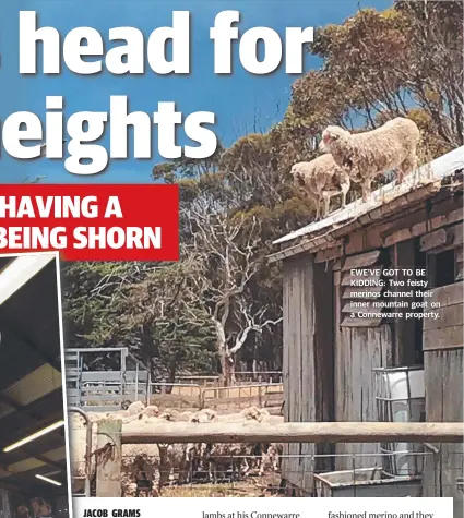  ??  ?? EWE’VE GOT TO BE KIDDING: Two feisty merinos channel their inner mountain goat on a Connewarre property.