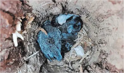  ?? SASHA NEWAR ?? A “cuddle puddle” is demonstrat­ed by three northern flying squirrels (Glaucomys sabrinus). Squirrels without any family connection cuddle together like this to keep each other warm during cold winters in the Kawarthas.