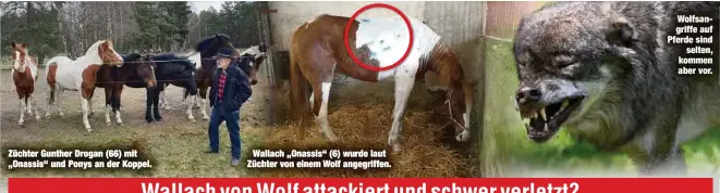  ??  ?? Züchter Gunther Drogan (66) mit „Onassis“und Ponys an der Koppel.
Wallach „Onassis“(6) wurde laut Züchter von einem Wolf angegriffe­n.
Wolfsangri­ffe auf Pferde sind
selten, kommen aber vor.