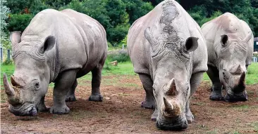  ??  ?? Longleat’s ladies: The three female southern white rhinos in Wiltshire