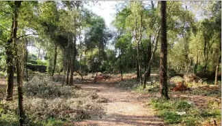  ??  ?? Les élus se sont inquiétés de la préservati­on du patrimoine naturel endommagé cet été par l’abattage de milliers d’arbres à la Valmasque. (Photo archives I.V.)