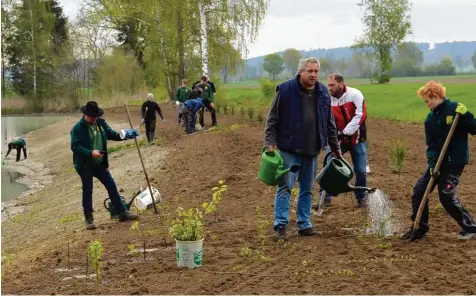  ?? Fotos: Daniel Dollinger ?? Am Ufer des Binswanger Gemeindewe­ihers pflanzen die Mitglieder des Fischereiv­ereins Bäume und Gras an.