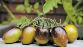  ??  ?? Winter is the perfect time to plan your vegetable garden. Container grown Atomic Fusion tomatoes were very productive and delicious.