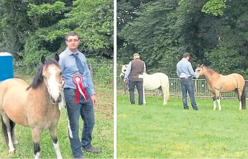  ?? ?? THEFT: The two ponies are Welsh section A breeds – one is a grey mare aged 10 and the other a dun mare aged 12.