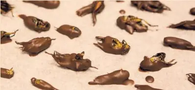  ?? ?? Una de las presentaci­ones usuales para degustar larvas y grillos es cubrirlas con chocolates. MAYELA LOPEZ