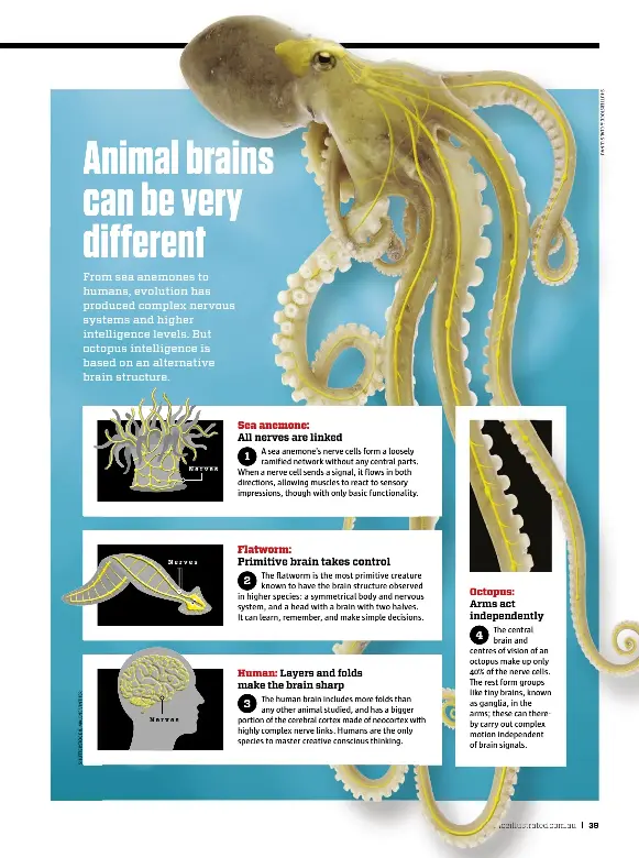 Octopus Nervous System The Octopus Screen 7 On FlowVella