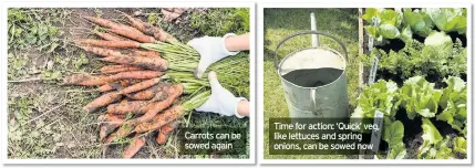  ??  ?? Carrots can be sowed again
Time for action: ‘Quick’ veg, like lettuces and spring onions, can be sowed now