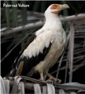  ??  ?? Palm-nut Vulture