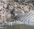  ?? Picture: BRENTON GANGEMI ?? SHOT: A 3.5m long saltwater crocodile with an arrow in its head in the Johnstone River.