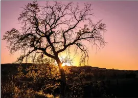  ??  ?? First Place photograph, “Santa Clarita Golden Oak at Sunset,” for the Santa Clarita Summer 2016 Photograph­y Contest.