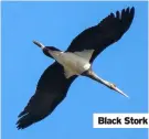  ??  ?? Black Stork