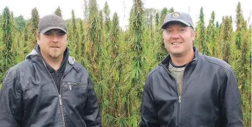  ?? SUPPLIED PHOTO ?? Larry Marshall farms hemp near Shellbrook with his son Josh.