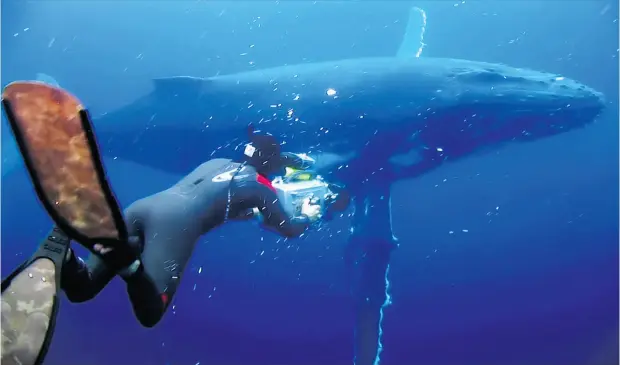  ?? ROB BARREL ?? Rob Stewart, shown filming a humpback whale, was described by his sister as “remarkably driven” and as having a passion for ocean conservati­on.