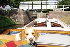  ??  ?? Barge Beagle at Bell Furrows Lock.