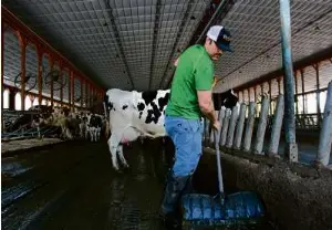 Dairy doubts: ‘Who’s going to milk the cows?’ | The Boston Globe ...