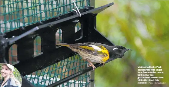  ?? Photo / Bevan Conley ?? Visitors to Bushy Park Tarapuruhi who linger for a few minutes near a bird feeder are guaranteed to see a rare hihi (stitchbird) this summer.