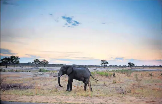  ?? Photos: Martin Bureau and Zinyange Auntony/AFP ?? Above: An elephant in Hwange National Park. Left: Hunter Theo Bronkhorst and his lawyer Givemore Muvhiringi during the Cecil the Lion case.