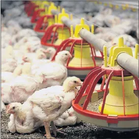  ?? Picture: FILE ?? PRODUCTION LINE: Chickens on a farm in Bapsfontei­n