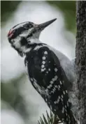  ?? DAVID COOPER/TORONTO STAR FILE PHOTO ?? A woodpecker hammers at 25 km/h.