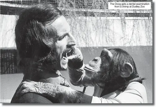  ?? ?? The Doog gets a dental examinatio­n from a chimp at Dudley Zoo