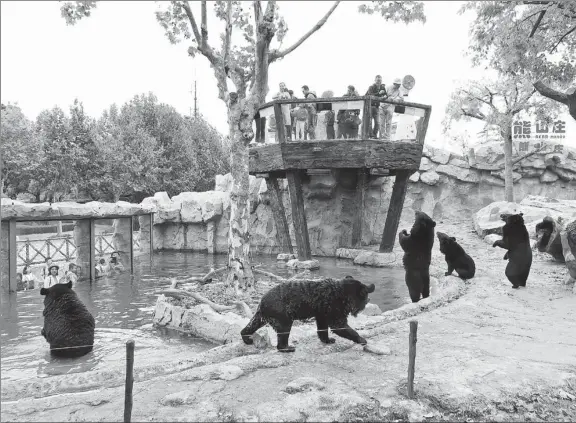  ?? WANG RONGJIANG / FOR CHINA DAILY ?? Visitors observe bears in an enclosure at Shanghai Wild Animal Park in September last year.