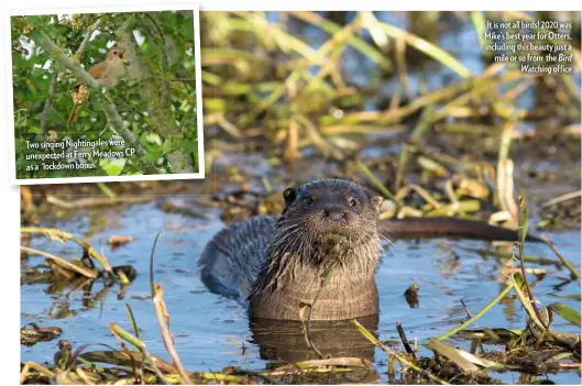  ??  ?? Two singing Nightingal­es were unexpected at Ferry Meadows CP as a ‘lockdown bonus’
It is not all birds! 2020 was Mike’s best year for Otters, including this beauty just a mile or so from the Bird Watching office