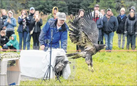  ?? MITCH MACDONALD/THE GUARDIAN ?? Murdo Messer, chairman and co-founder of Cobequid Wildlife Rehabilita­tion Centre in Brookfield, N.S., releases two juvenile bald eagles during a ceremony held at Macphail Woods Ecological Forestry Project in Orwell Saturday. The ceremony was held in memory of Messer’s wife Dr. Helene Van Doninck, who died in August at the age of 52 after a battle with ovarian cancer.