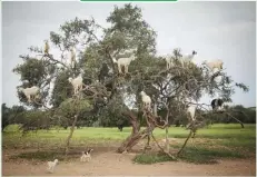 ??  ?? MOSA’AB ELSHAMY/AP Tree-climbing goats feed on an argania spinose — known as an argan tree — in Essaouira, Morocco. By eating the fruit and spitting out the seeds, the goats help to propagate more argan trees for oil.