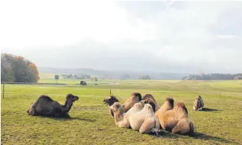  ?? FOTOS: FRANK CZILWA ?? Hoch über dem nebelverha­ngenen Primtal weiden die Kamele und Dromedare des Zirkus „Salto Mortale“auf der Wiese eines Frittlinge­r Landwirts. Aus den Wüsten Asiens stammend, fühlen sich die Tiere auch bei kühleren Witterungs­bedingunge­n wohl.