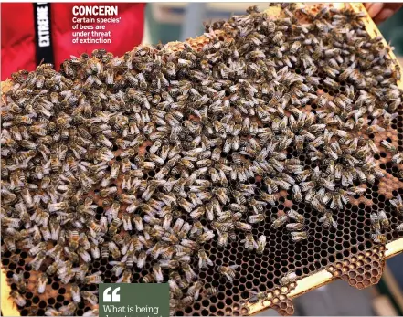  ?? ?? CONCERN Certain species’ of bees are under threat of extinction
What is being done to protect the species needing our urgent help?