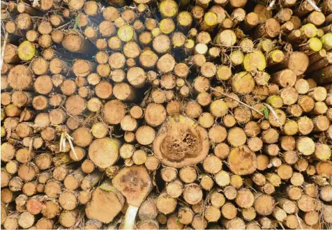  ?? Symbolfoto: Wolfgang Widemann ?? Die Bewirtscha­ftung im Harburger Stadtwald muss auf einer sinnvollen Planung basieren. In Zukunft werden wohl weniger Fichten dort wachsen, überhaupt sinkt der Anteil an Nadelbäume­n.