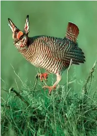  ?? Associated Press ?? ■ A male lesser prairie chicken climbs a sage limb to rise above the others on April 7, 1999, at a breeding area near Follett, Texas. Wildlife advocates say efforts to restore the birds could be set back by a proposal to exempt areas from habitat protection­s meant to save imperiled species.