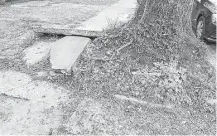  ?? Allyn West / Houston Chronicle ?? A city sidewalk can be rendered unwalkable when the roots from a tree begin to infringe.