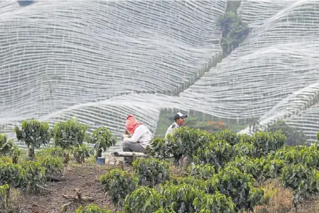  ?? ARCHIVO ADN/JONH JAIRO BONILLA ?? Las oportunida­des de comercio de la región cafetera son amplias debido a su vocación al café y la belleza de sus paisajes verdes.