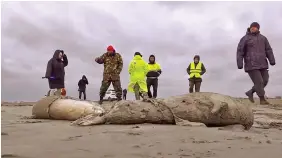  ?? Photo: AP ?? Journalist­s and Interdistr­ict Environmen­tal Prosecutor’s Office employees walk near the bodies of dead seals on shore of the Caspian Sea, Dagestan on December 4, 2022.