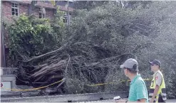  ??  ?? TAIPAI: A passer-by looks back to a tree uprooted by strong winds caused by Typhoon Nesat. — AP