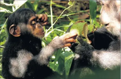  ?? / INSTITUTO MAX PLACK ?? Una madre chimpancé comparte comida con su cría.