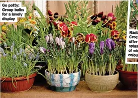  ?? ?? Go potty: Group bulbs for a lovely display