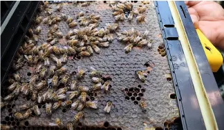  ?? AFP ?? A picture shows an automated beehive, part of the high-tech Beehome project.