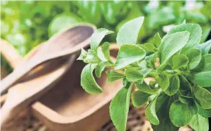  ?? PHOTOS: GETTY IMAGES ?? For something a little different, try growing stevia, with its sweet taste.