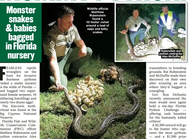  ?? ?? Wildlife official Matthew Rubenstein found a 10-footer coiled around a load of eggs and baby snakes Rubenstein and python contractor Alex McDuffie