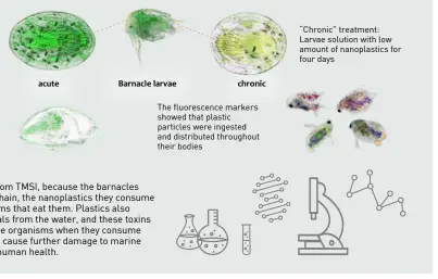  ??  ?? “Acute” treatment: Larvae solution with 25 times more nanoplasti­cs than ocean average for three hours Even with barnacles’ waste removal, moulting and excretion, the nanoplasti­cs remained in their bodies throughout their growth until adulthood